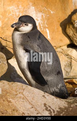 Humboldt Penguin - Spheniscus humboldti, pinguino di medie dimensioni dalle coste dell'oceano sudamericano, Cile. Foto Stock