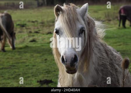 Testa di cavallo grigio Foto Stock