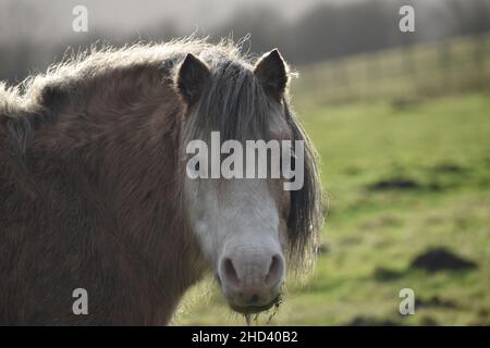 Primo piano della testa di un cavallo grigio Foto Stock