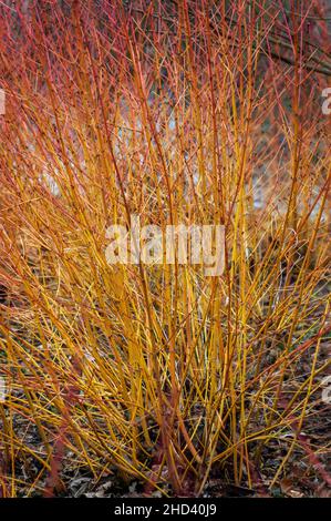 Cornus Sericea 'Bud's Yellow' con gambi gialli in inverno e ricche foglie autunnali comunemente note come legno di doga di ramoscello dorato, foto di scorta Foto Stock