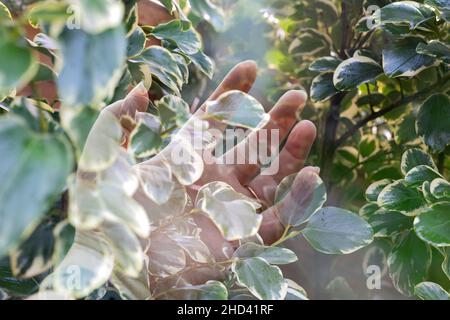 doppia esposizione di una mano aperta sopra le foglie in un giardino Foto Stock
