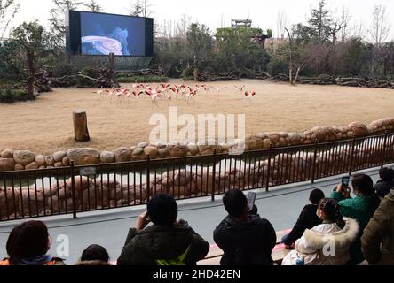 Zhengzhou, provincia cinese di Henan. 2nd Jan 2022. I turisti osservano i fenicotteri in un parco a tema animale a Zhengzhou, provincia centrale di Henan, 2 gennaio 2022. Credit: Yuyuyuyuyuyuyuyuyuyuyuyuyuyuyuy Foto Stock