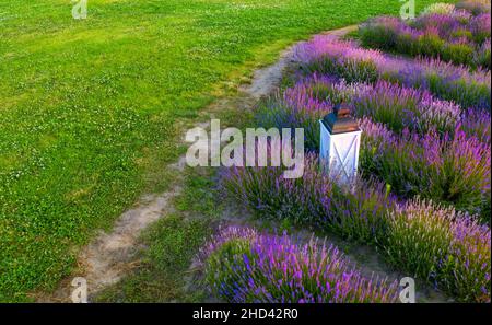 Campo di lavanda nel parco. Vista drone. Cespugli di lavanda in fiore piantati in file su un letto di fiori. Vista drone. Foto Stock