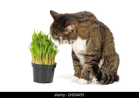 Grande gatto grigio e erba di gatto in una pentola, isolato su sfondo bianco Foto Stock
