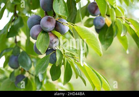 Primo piano delle prugne mature sul ramo. Prugne mature su un ramo di albero nel frutteto. Foto Stock