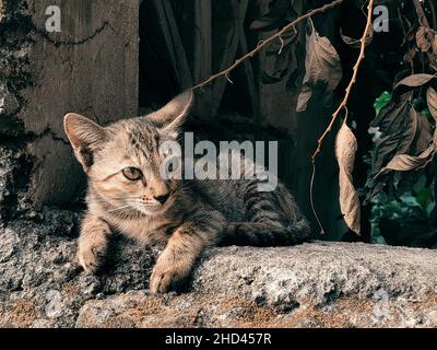 Primo piano di un gatto a righe che si rilassa all'aperto Foto Stock