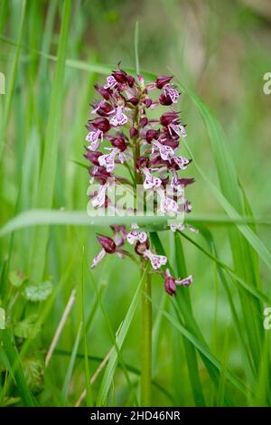 Lady Orchid Foto Stock