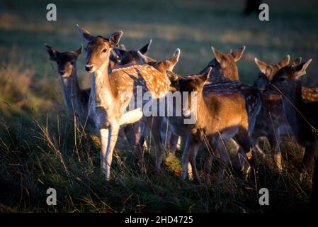 Bellissimo scatto di una mandria di cervi nel parco phoenix di Dublino, Irlanda Foto Stock