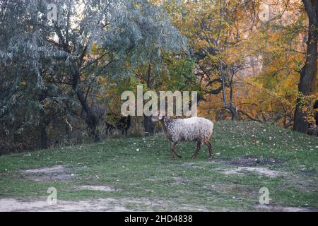 Pecore bruno-bianco pascolo e camminare con gli alberi sullo sfondo vicino strada di campagna in prato in foresta in autunno. Vita del coltivatore. Prodotti naturali Foto Stock