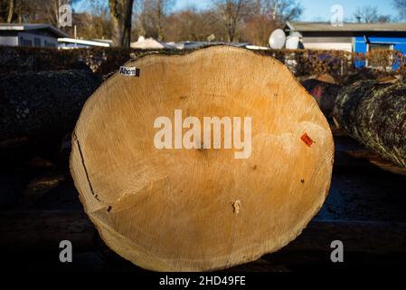 Legno di acero di albero giace sulla terra prima di un'asta di legno Foto Stock