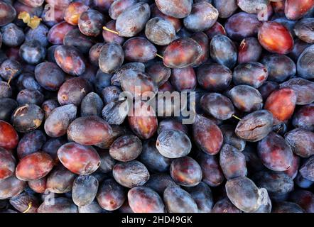 Prugne viola mature (Prumus domestica), frutti d'autunno. Foto Stock