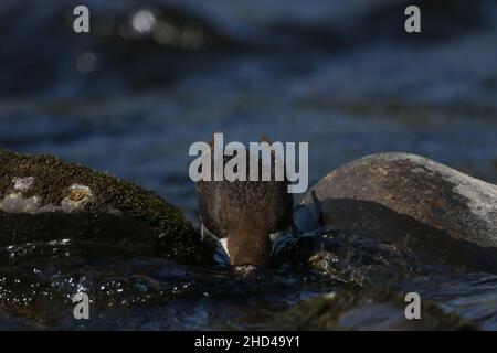 Un tuffatore alla ricerca di preda sott'acqua prima di saltare in per nutrire su pesci o insetti . Completamente si immerge per cercare la preda sotto le pietre. Foto Stock