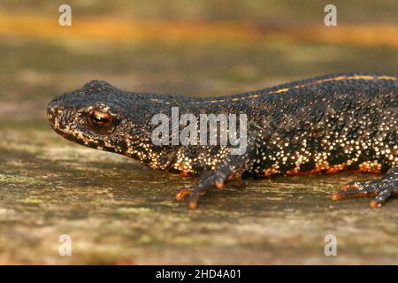 Primo piano su un novello balcanico terrestre giovanile, Triturus ivanbureschi, seduto su un peice di legno Foto Stock