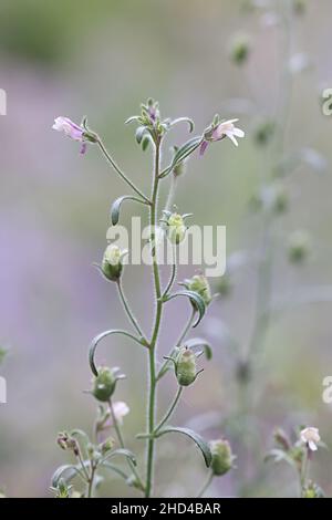 Chaenorhinum meno, comunemente noto come piccolo toadflax o nudragon nana, pianta selvatica dalla Finlandia Foto Stock