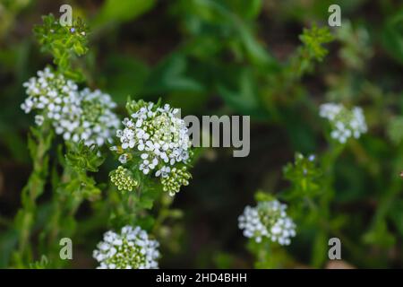 Lepidium virginicum o virginia pianta peppered fiore fiori bianchi in primo piano Foto Stock