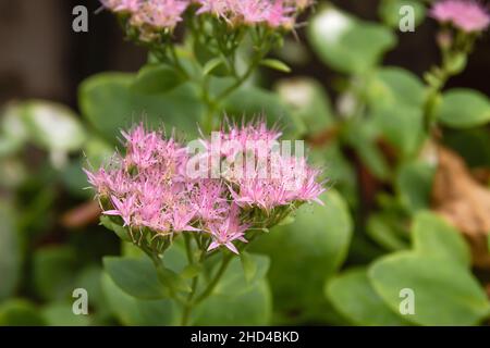 Hylotelephium spectabile fiori rosa in primo piano Foto Stock