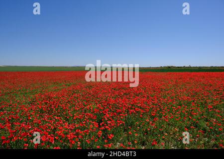 Colorato paesaggio primaverile con fiori selvatici di papavero rosso in fiore tra i campi di grano verde a la Mancha, Spagna Foto Stock