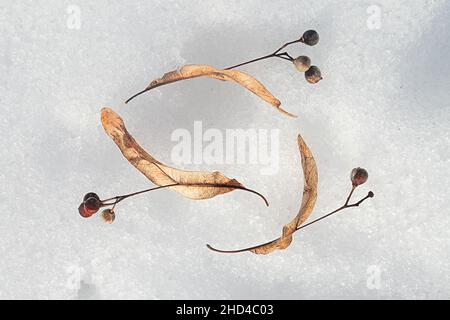 Semi di Tilia europaea, generalmente noto come calce comune o tiglio comune, fotografati sulla neve nel mese di marzo Foto Stock