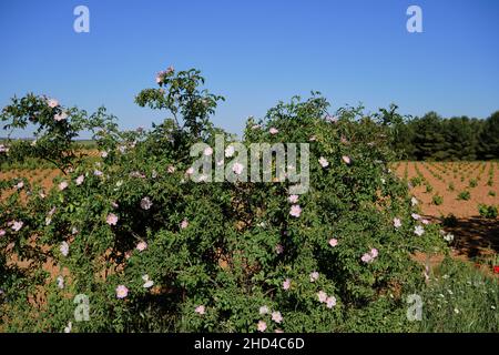 Rosa canina o cane rosa fiori rosa pallido in fiore in primavera Foto Stock