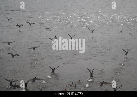 Gregge di cormorani e gabbiani che atterrano sulla superficie dell'acqua. Foto Stock