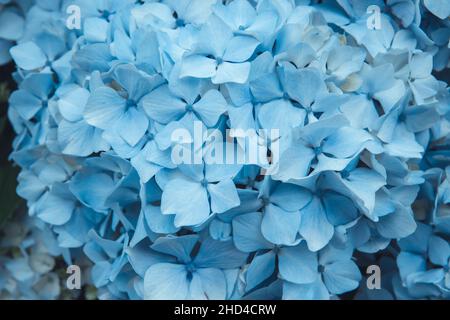 I fiori di hydrangea macrophylla o di hortensia blu pallido si avvicinano Foto Stock