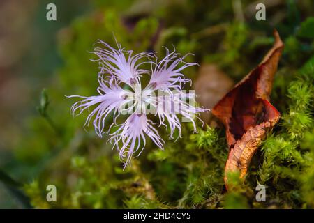 Dianthus superbus fiore rosa viola con cinque petali frangiati tagliati in profondità che sbocciano a fine estate sul muschio verde della foresta Foto Stock