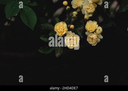 Particolare di rosa banksiae fiori gialli pallidi fioritura in primavera Foto Stock