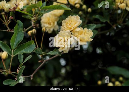 Particolare di rosa banksiae fiori gialli pallidi fioritura in primavera Foto Stock