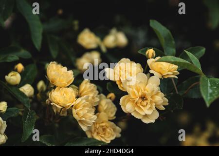 Particolare di rosa banksiae fiori gialli pallidi fioritura in primavera Foto Stock