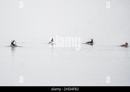 Tre drake e una femmina con cappuccio merganser in linea Foto Stock