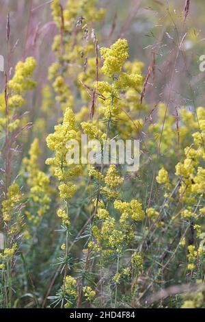 Galium verum, comunemente noto come Bedpaglia di Lady, paglia di Wirtgen o paglia gialla, fiore selvatico dalla Finlandia Foto Stock