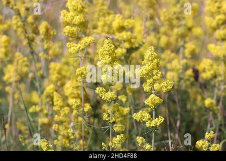 Galium verum, comunemente noto come Bedpaglia di Lady, paglia di Wirtgen o paglia gialla, fiore selvatico dalla Finlandia Foto Stock