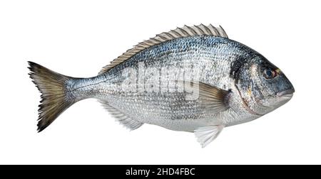 Fresco pesce dorado isolati su sfondo bianco Foto Stock