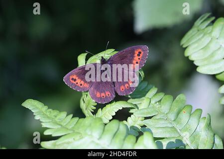 Erebia ligea, comunemente conosciuta come Arran Brown, una farfalla di boccoli dalla Finlandia Foto Stock