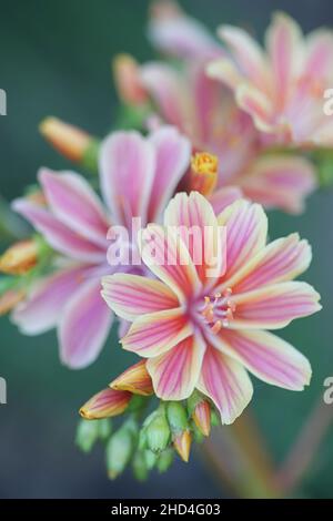Lewisia cotyledon, conosciuta comunemente come Siskiyou lewisia e rocce, una pianta da giardino perenne sempreverde Foto Stock