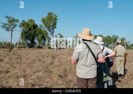 Un gruppo di persone che osservano i bufali del capo in un safari a piedi nel Parco Nazionale di Luangwa del Sud, Zambia Foto Stock