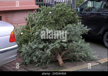 03 gennaio 2022, Hessen, Francoforte sul meno: Alberi di Natale si trovano sulla strada tra due automobili. Dopo la fine dell'anno, molti alberi di Natale finiscono per la strada. Nelle prime settimane di gennaio vengono prelevati. Foto: Niels Babbel/dpa Foto Stock