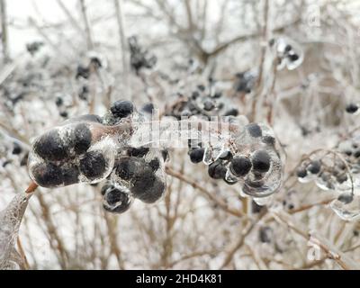 Glassare il ghiaccio sul ramo del cespuglio con bacche nel prato della mattina d'inverno Foto Stock