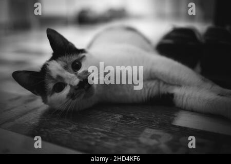 Foto in scala di grigi di un gatto bello e carino che è pigro a terra a casa Foto Stock