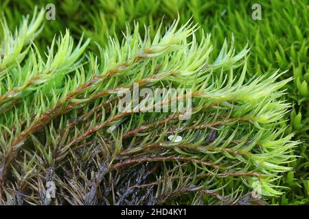 Diclanum scoparium, comunemente noto come muschio delle ginocchia o muschio delle ginocchia Foto Stock