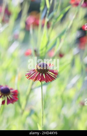 Helenium autumnale ‘Moerheim Beauty’, noto come sneezeweed comune o sneezeweed a fiore grande, pianta da giardino dalla Finlandia Foto Stock