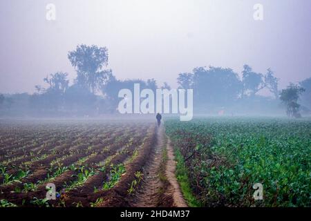 New Delhi, India. 02nd Jan 2022. Una vista di nebbia mattina invernale di terreni agricoli a Nuova Delhi, India il 02 gennaio 2022. (Foto di Mohsin Javed/Pacific Press/Sipa USA) Credit: Sipa USA/Alamy Live News Foto Stock