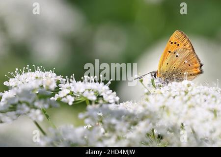 Lycaena virgaureae, nota come farfalla di rame scarsa, che si nutrono di prezzemolo di mucca, Anthriscus sylvestris Foto Stock