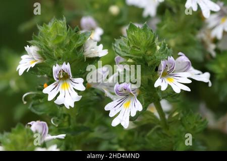 Eyebright comune, Euphrasia nemorosa ,, un molto tradizionale pianta medicinale crescente selvatici in Finlandia Foto Stock