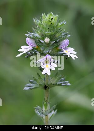 Eyebright comune, Euphrasia nemorosa ,, un molto tradizionale pianta medicinale crescente selvatici in Finlandia Foto Stock