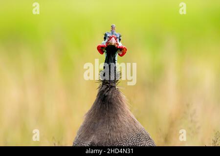 Primo piano di un faraone che guarda direttamente la fotocamera con uno sfondo sfocato Foto Stock