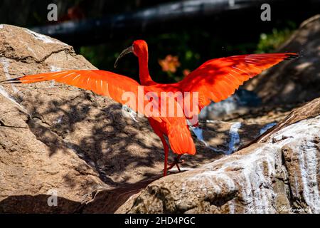 Primo piano di uno scarlatto ibis (Eudocimus ruber) che si stacca da una superficie rocciosa Foto Stock