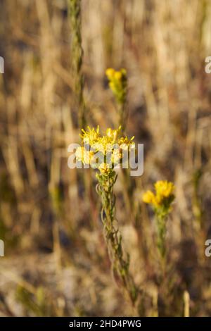 Galatella linosyris fiori gialli Foto Stock