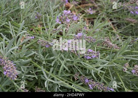 Lavandula angustifolia arbusto in fiore Foto Stock