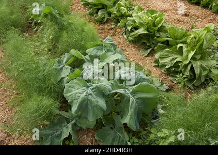 Campo agricolo di verdure invernali Foto Stock